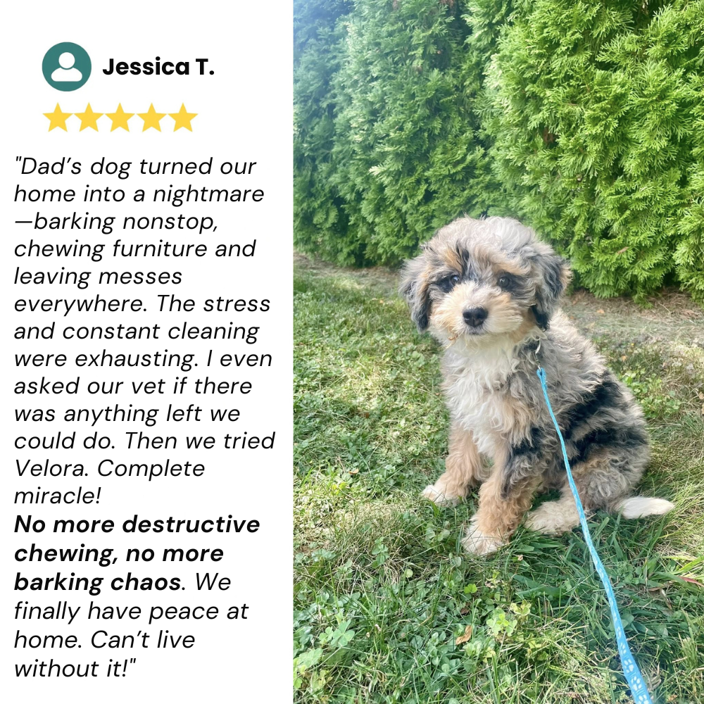 Dogs Calming Diffuser Kit