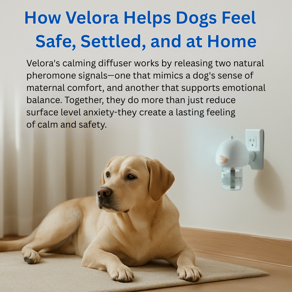 Dogs Calming Diffuser Kit
