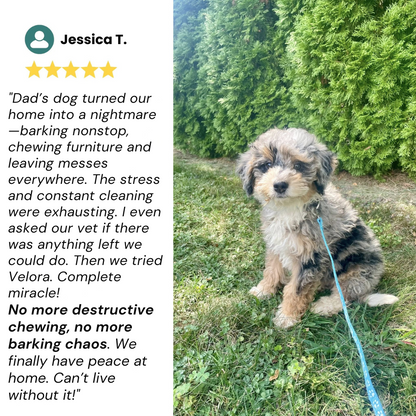 Dogs Calming Diffuser Kit