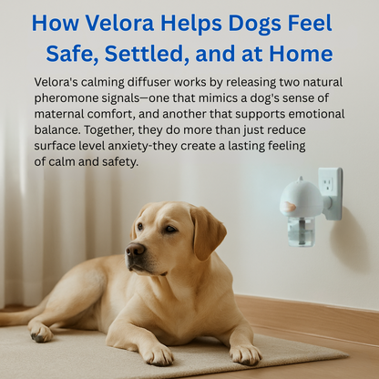 Dogs Calming Diffuser Kit